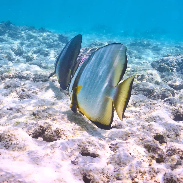 Récif corallien et poissons — Photo