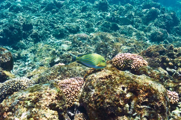 Arrecife de coral y peces —  Fotos de Stock