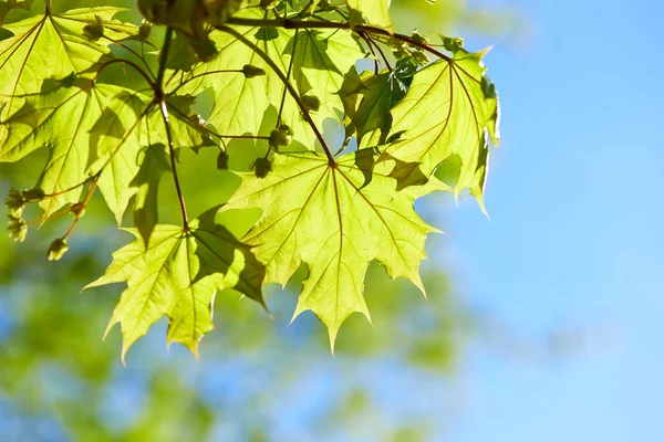 Feuilles vertes fond — Photo