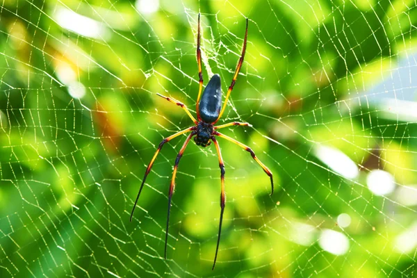 Giant wood spider - Nephila maculata — Stock Image Giant wood spider - Nephila maculata Royalty Free Stock Images