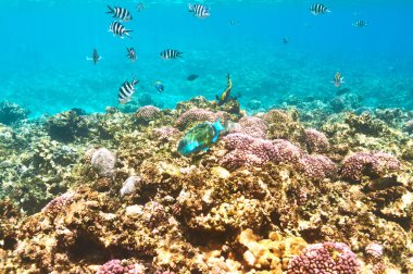 mercan resifi ve balık