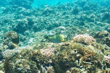 mercan resifi ve balık