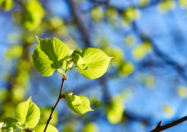 yeşil yapraklar arkaplan