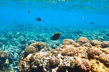 mercan resifi ve balık