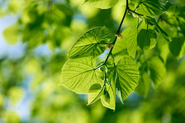 Groene bladeren achtergrond — Stockfoto