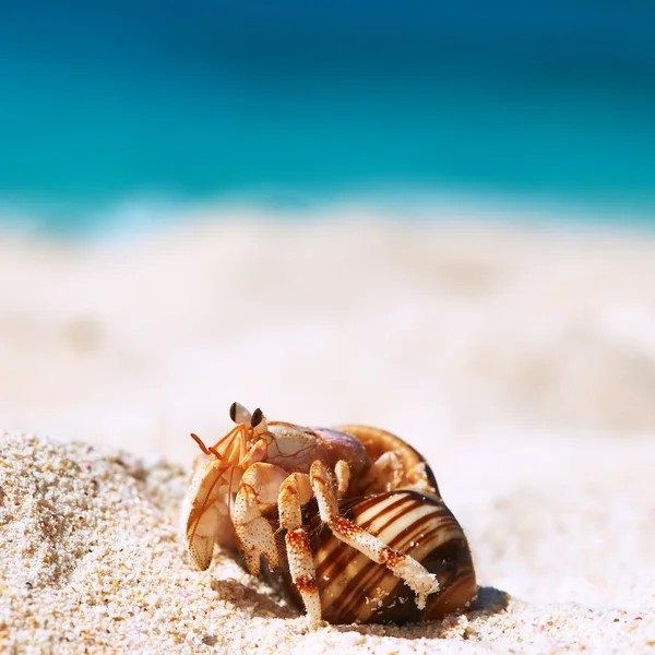 Caranguejo eremita na praia — Fotografia de Stock