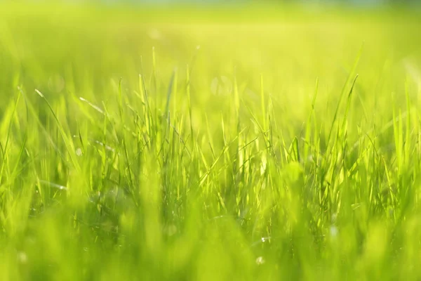 日光の草原 — ストック写真