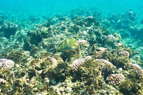 Korallzátony és hal — Stock Fotó