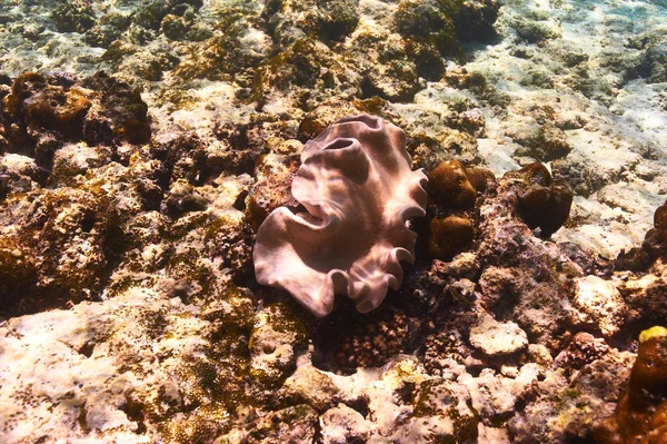 Korallenriff auf den Seychellen — Stockfoto