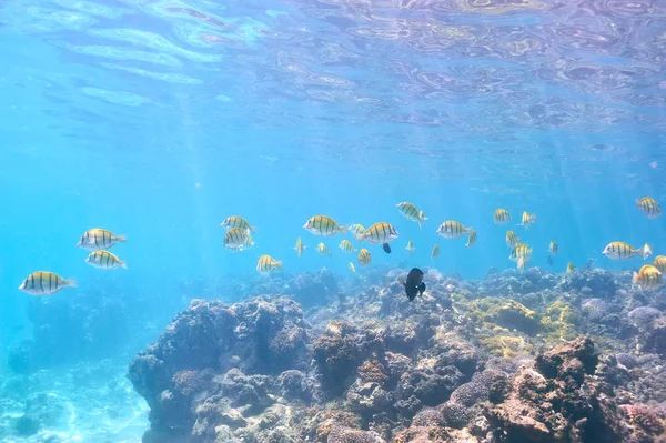 サンゴ礁と魚 — ストック写真