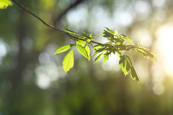 Green leaves background — Stock Photo, Image