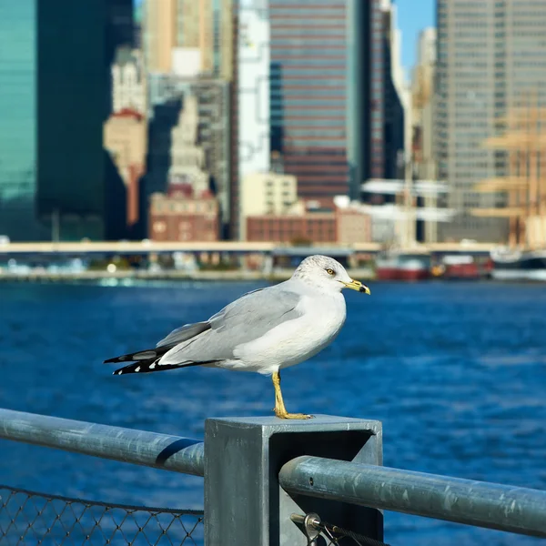 Чайка в Нью-Йорку. — стокове фото