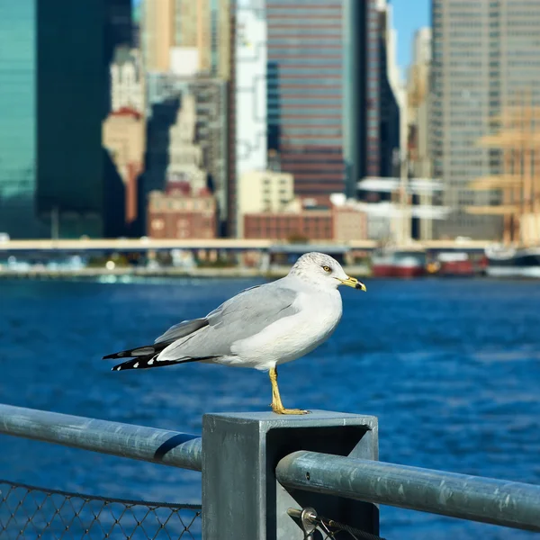 Möwe in New York City. — Stockfoto