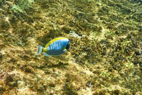 Korallenriff und Fische — Stockfoto