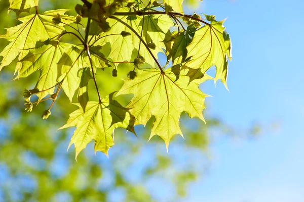 Gröna blad bakgrund — Stockfoto