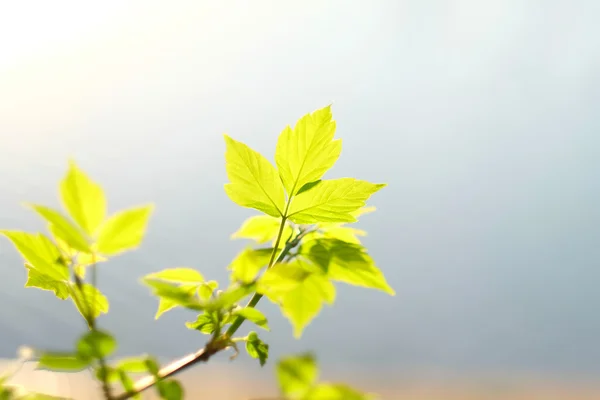 Zielone liście nad wodą — Zdjęcie stockowe