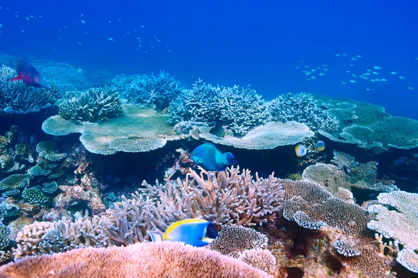 Korallrev på Maldiverna — Stockfoto