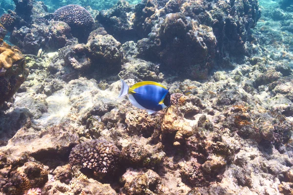 mercan resifi ve balık