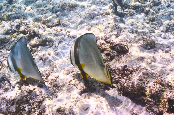 Korallenriff und Fische — Stockfoto