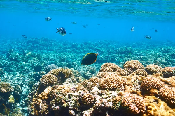 mercan resifi ve balık