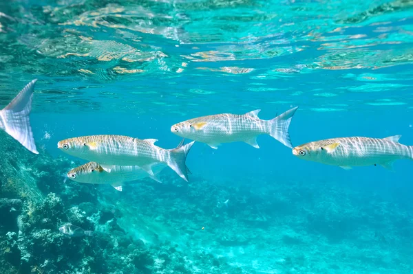 Recifes de coral e peixes — Fotografia de Stock