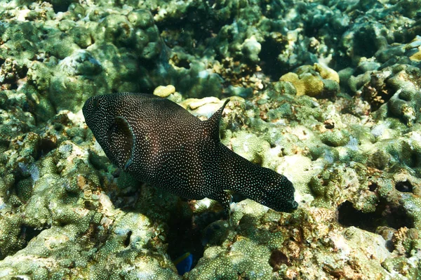 Arrecife de coral y peces — Foto de Stock