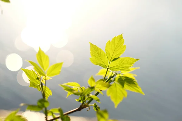 Hojas verdes sobre el agua —  Fotos de Stock