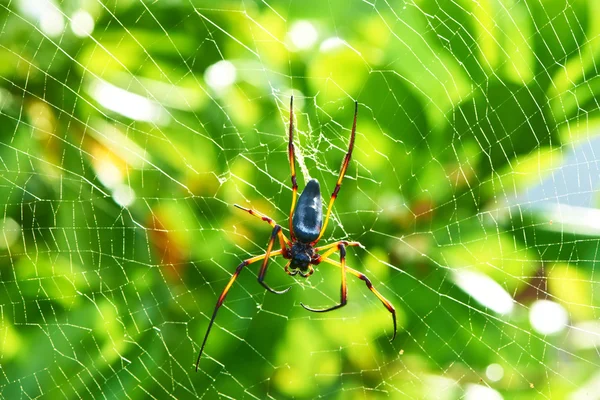 Giant wood spider — Stock Image Giant wood spider Royalty Free Stock Images