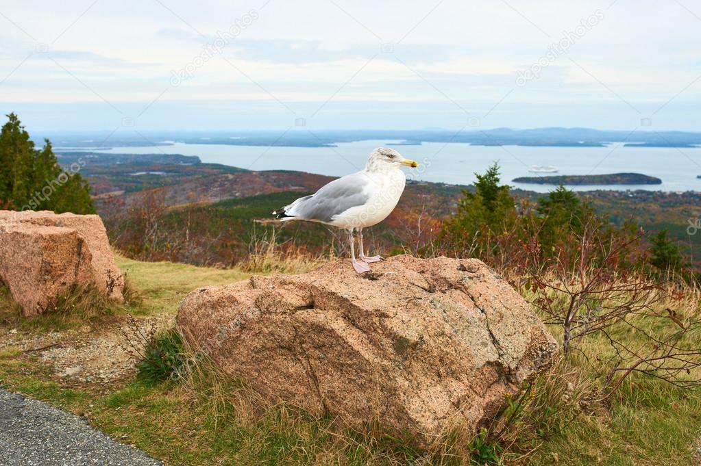 Seagull at Acadia National Park