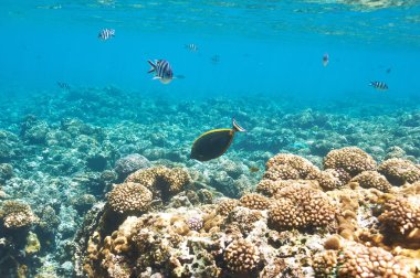 mercan resifi ve balık