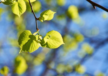 yeşil yapraklar arkaplan