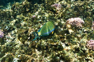 mercan resifi ve balık