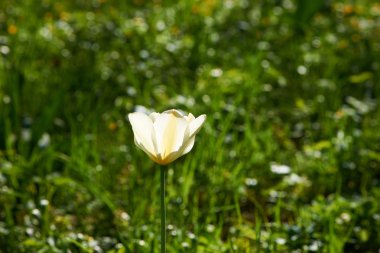 çayır üzerinde tek Lale