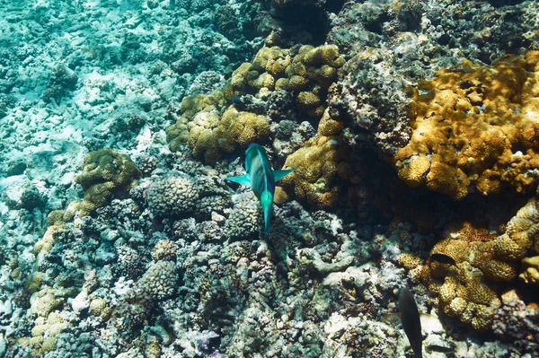 サンゴ礁と魚 — ストック写真