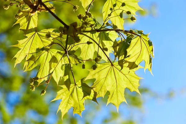 Gröna blad bakgrund — Stockfoto