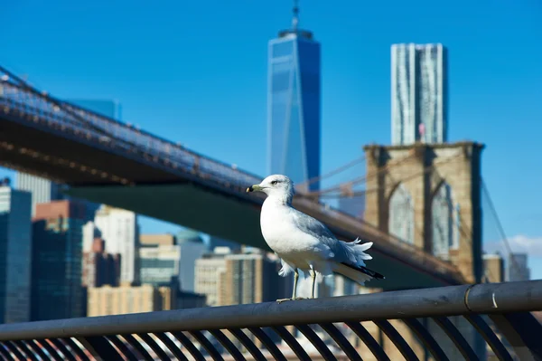 Seagull with Manhattan skyline — Stock Photo, Image