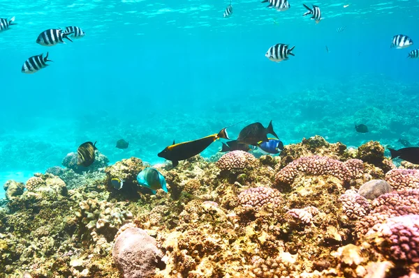 Récif corallien et poissons — Photo