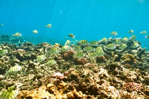 Barriera corallina e pesce — Foto Stock