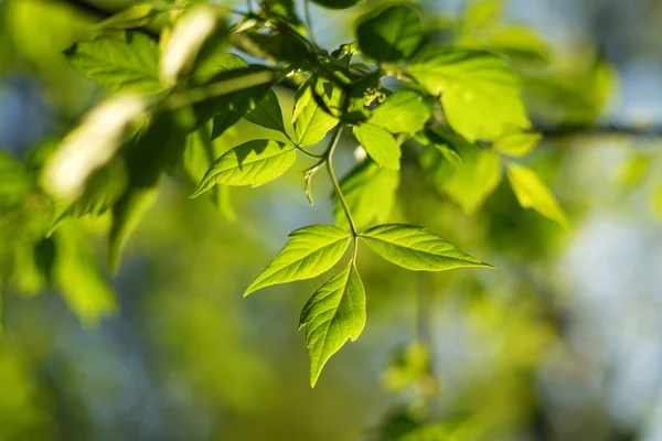 Green leaves background — Stock Photo, Image