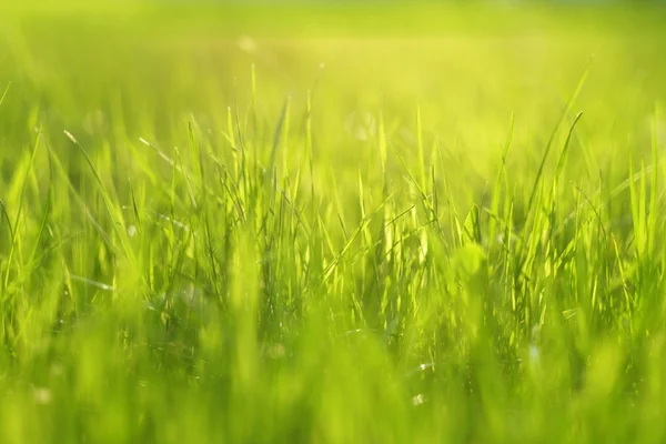 Meadow in sunlight at field — Stock Photo, Image