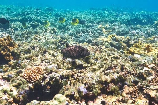 Barriera corallina e pesce — Foto Stock