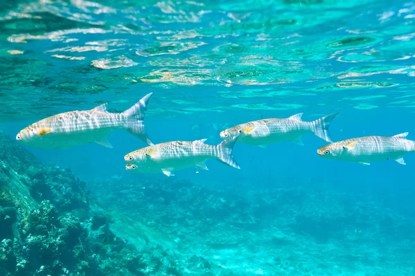 Arrecife de coral y peces — Foto de Stock