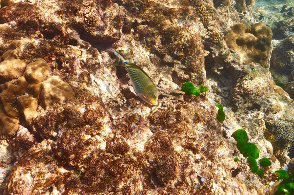 Arrecife de coral y peces — Foto de Stock