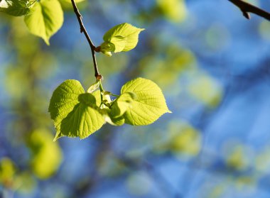 yeşil yapraklar arkaplan