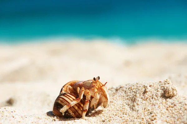 Cangrejo ermitaño en la playa — Foto de Stock