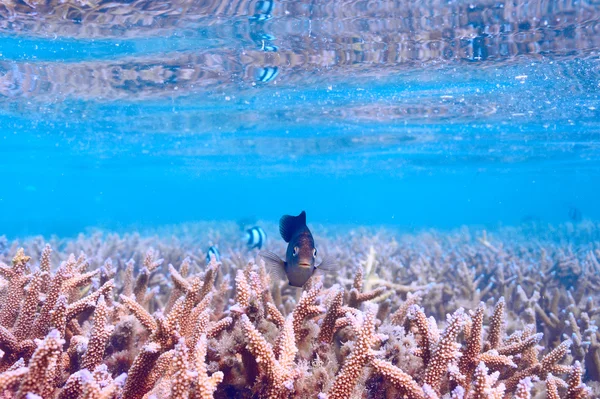 Коралловый риф на Мальдивах — стоковое фото