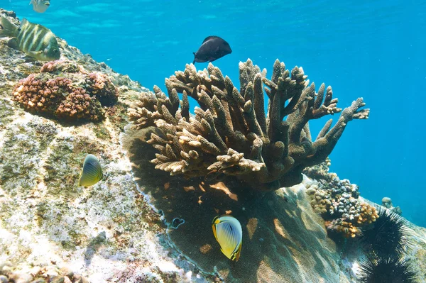 Arrecife de coral y peces —  Fotos de Stock