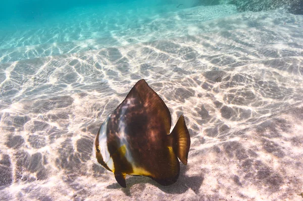 Peixes de recifes tropicais — Fotografia de Stock