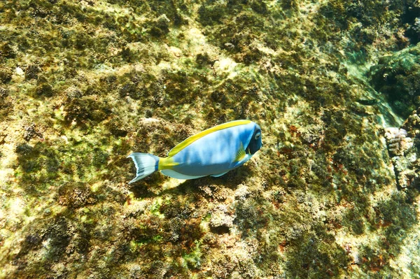 Arrecife de coral y peces — Foto de Stock