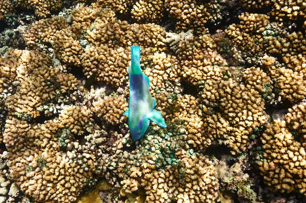 Korallenriff und Fische — Stockfoto